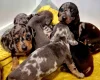Dachshund (Miniature Smooth Haired)