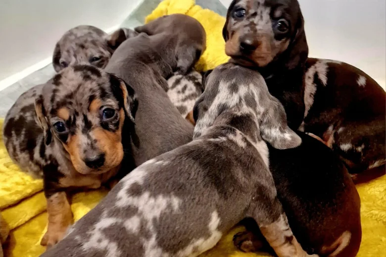 Dachshund (Miniature Smooth Haired)