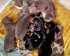 Dachshund (Miniature Smooth Haired)