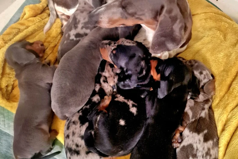 Dachshund (Miniature Smooth Haired)