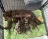 Dachshund (Miniature Smooth Haired)