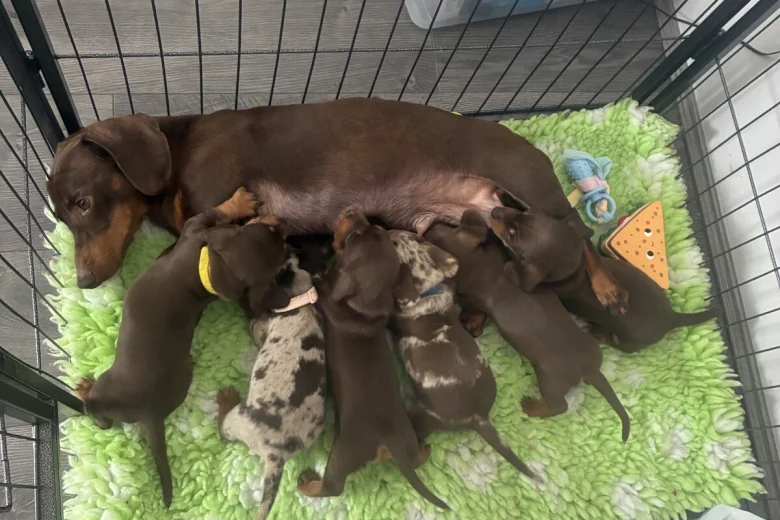 Dachshund (Miniature Smooth Haired)