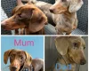 Dachshund (Miniature Smooth Haired)