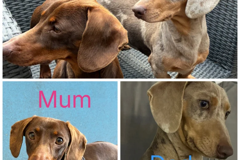 Dachshund (Miniature Smooth Haired)