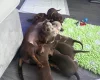 Dachshund (Miniature Smooth Haired)