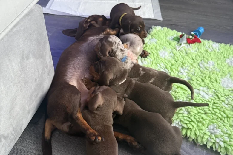 Dachshund (Miniature Smooth Haired)
