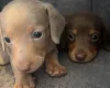 Dachshund (Miniature Smooth Haired)