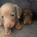 Dachshund (Miniature Smooth Haired)