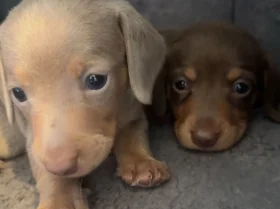 Dachshund (Miniature Smooth Haired)