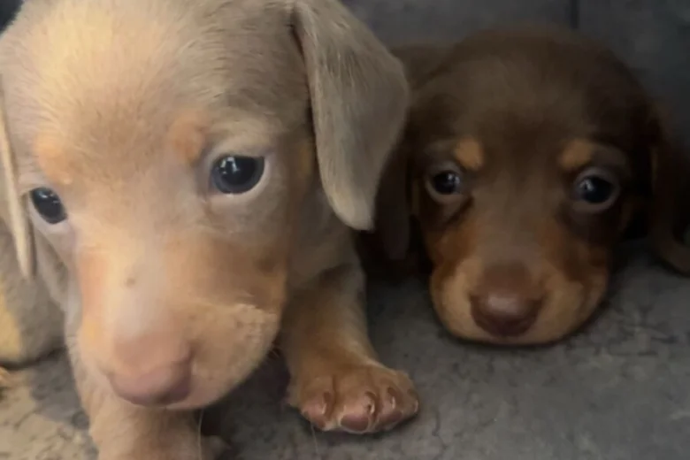 Dachshund (Miniature Smooth Haired)