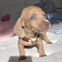 Dachshund (Miniature Smooth Haired)