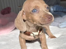 Dachshund (Miniature Smooth Haired)