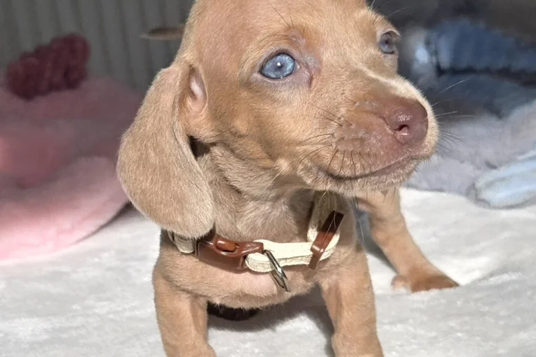 Dachshund (Miniature Smooth Haired)