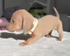 Dachshund (Miniature Smooth Haired)
