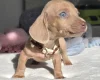 Dachshund (Miniature Smooth Haired)
