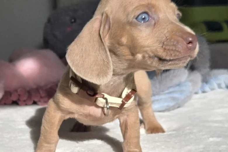 Dachshund (Miniature Smooth Haired)