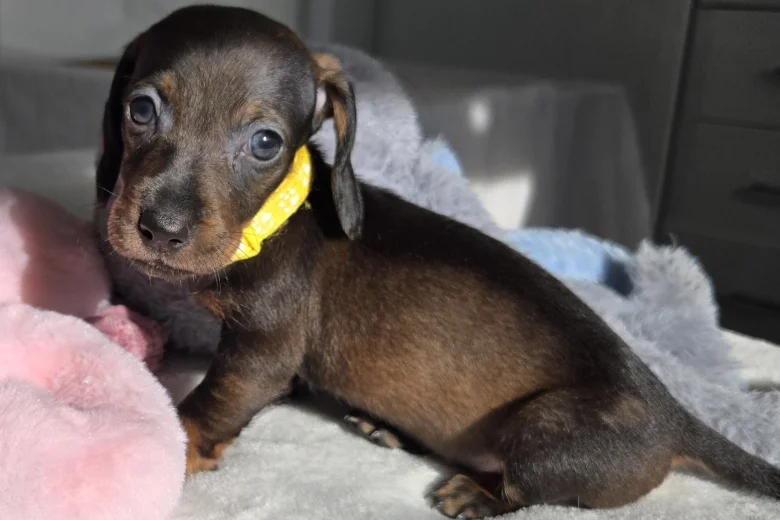 Dachshund (Miniature Smooth Haired)