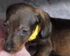 Dachshund (Miniature Smooth Haired)