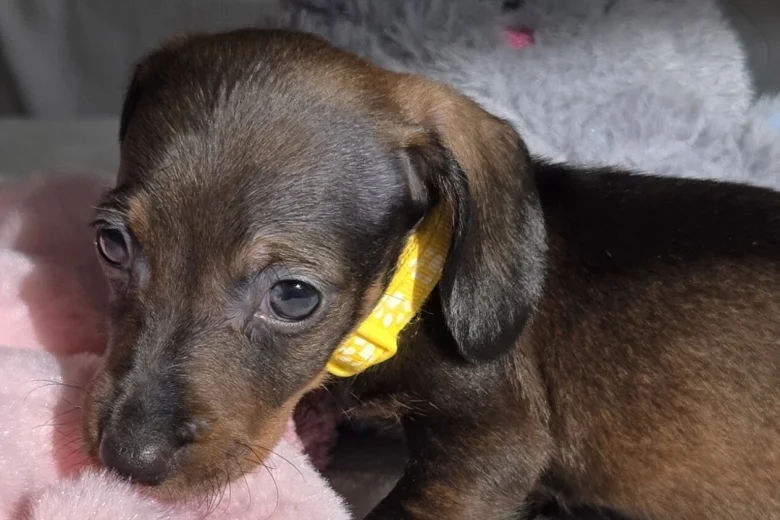 Dachshund (Miniature Smooth Haired)