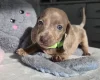 Dachshund (Miniature Smooth Haired)
