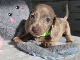 Dachshund (Miniature Smooth Haired)