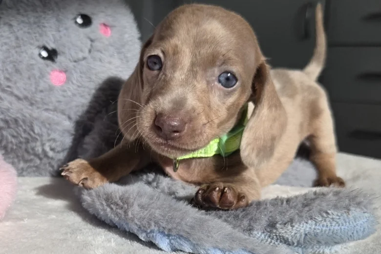 Dachshund (Miniature Smooth Haired)
