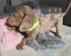 Dachshund (Miniature Smooth Haired)