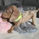 Dachshund (Miniature Smooth Haired)