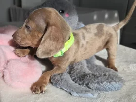 Dachshund (Miniature Smooth Haired)