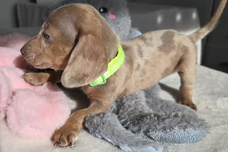 Dachshund (Miniature Smooth Haired)