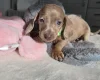 Dachshund (Miniature Smooth Haired)