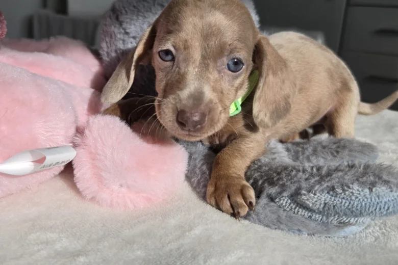 Dachshund (Miniature Smooth Haired)