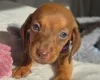 Dachshund (Miniature Smooth Haired)