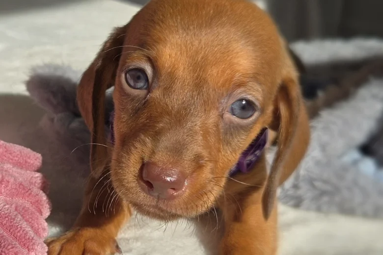 Dachshund (Miniature Smooth Haired)