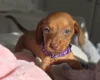 Dachshund (Miniature Smooth Haired)