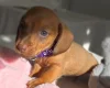 Dachshund (Miniature Smooth Haired)
