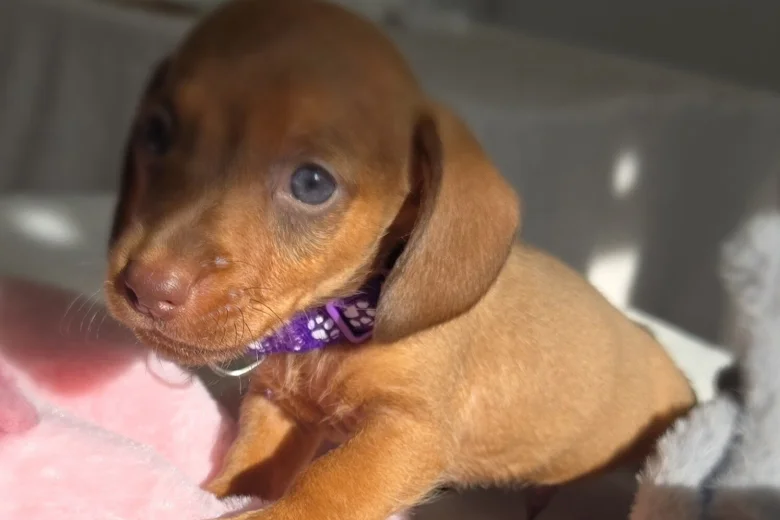 Dachshund (Miniature Smooth Haired)