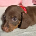 Dachshund (Miniature Smooth Haired)