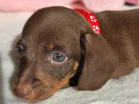 Dachshund (Miniature Smooth Haired)