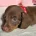Dachshund (Miniature Smooth Haired)