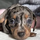 Dachshund (Miniature Smooth Haired)
