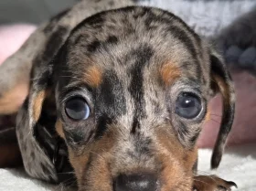 Dachshund (Miniature Smooth Haired)