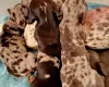 Dachshund (Miniature Smooth Haired)