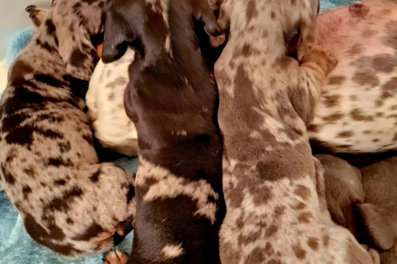 Dachshund (Miniature Smooth Haired)