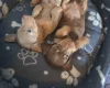 Dachshund (Miniature Smooth Haired)