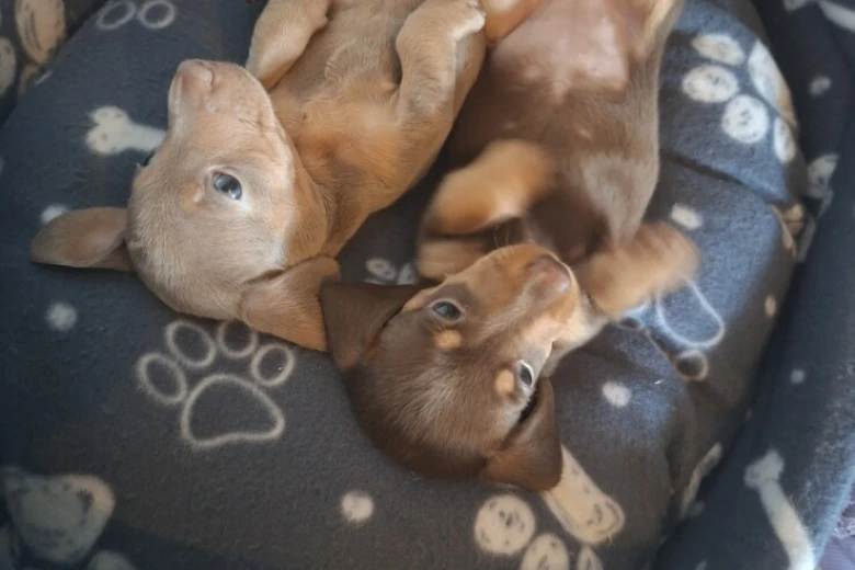 Dachshund (Miniature Smooth Haired)