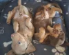 Dachshund (Miniature Smooth Haired)
