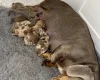 Dachshund (Miniature Smooth Haired)