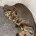 Dachshund (Miniature Smooth Haired)