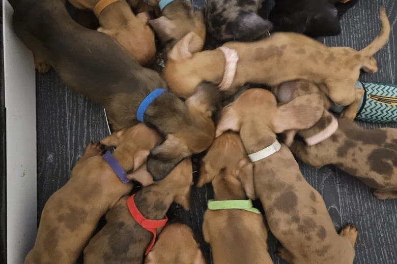 Dachshund (Miniature Smooth Haired)